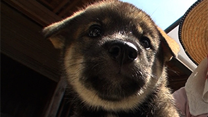 Bs朝日 ネイチャースペシャル 愛しき日本の犬物語 犬と人との絆をはぐくむ故郷の風景